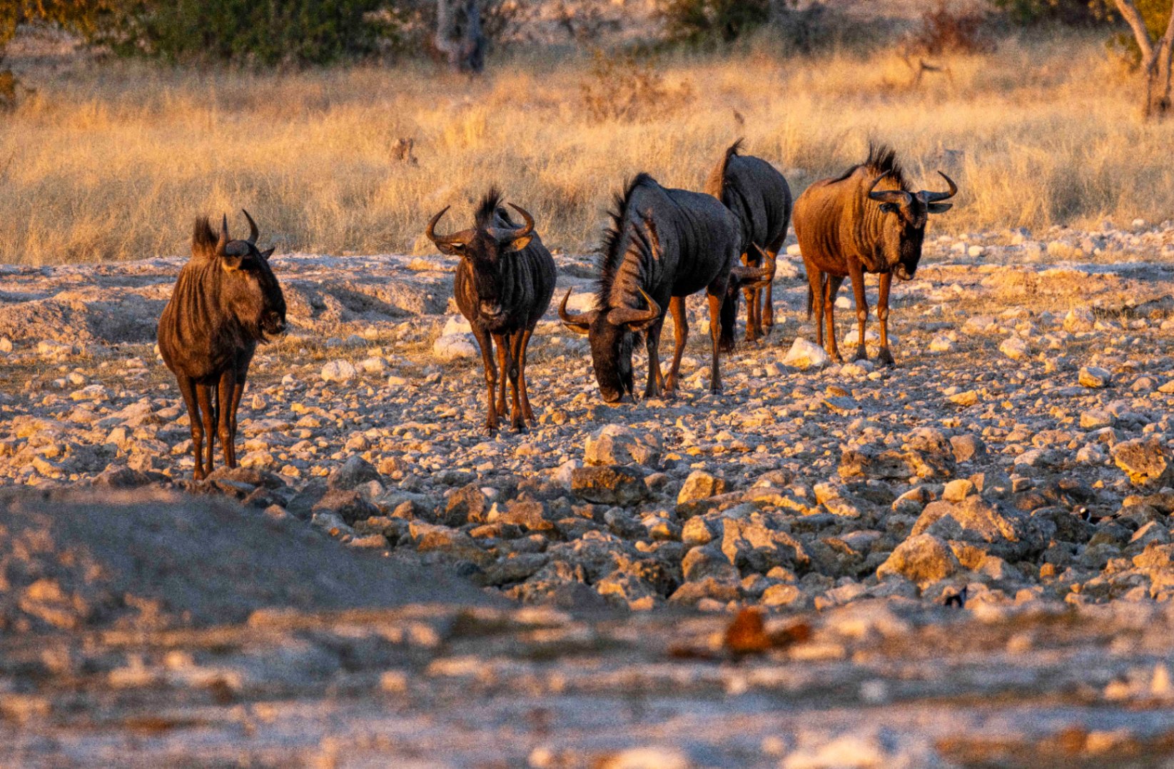 Livre Whitewall Namibie 2025 by Gil Tirlet-240.jpg