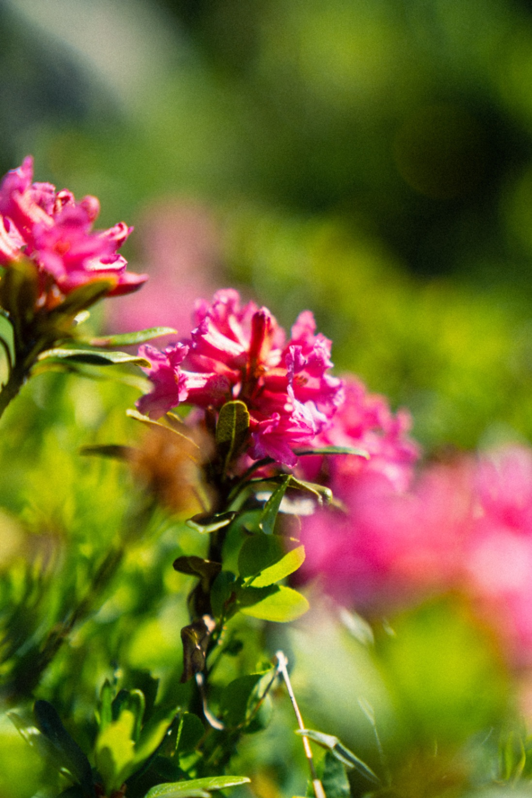 fleur rose avec flou.jpg