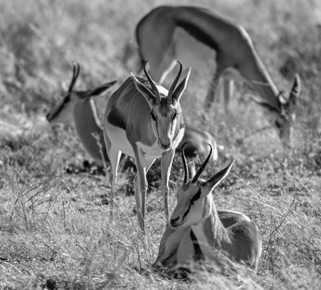 Voyage en Atmosph'Air ( Namibie ) by Gil Tirlet-21.jpg