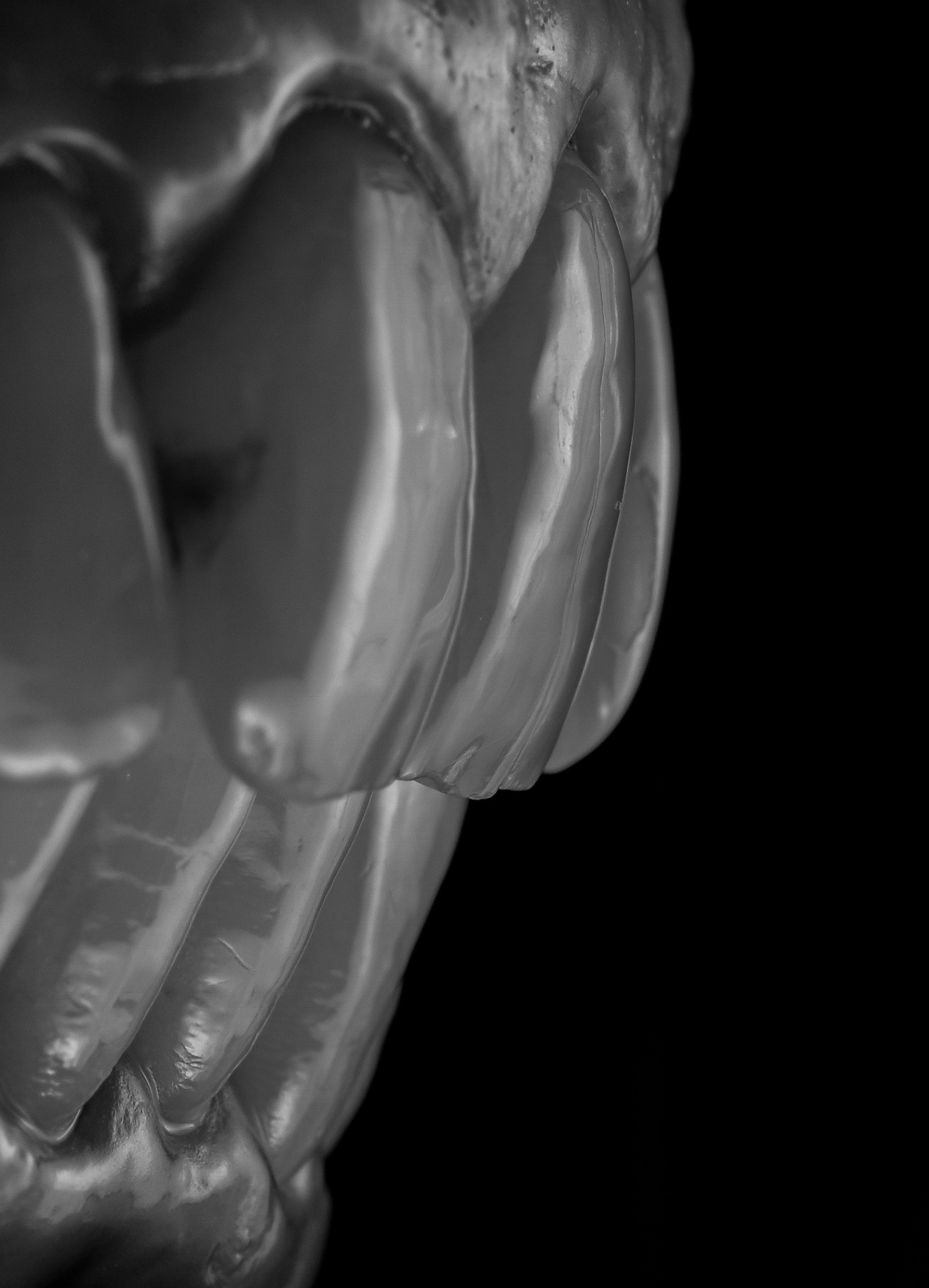 Photos Portfolio Gil Tirlet "La dent naturelle "-5.jpg