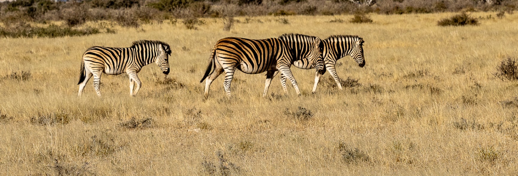 Livre Whitewall Namibie 2025 by Gil Tirlet-72.jpg