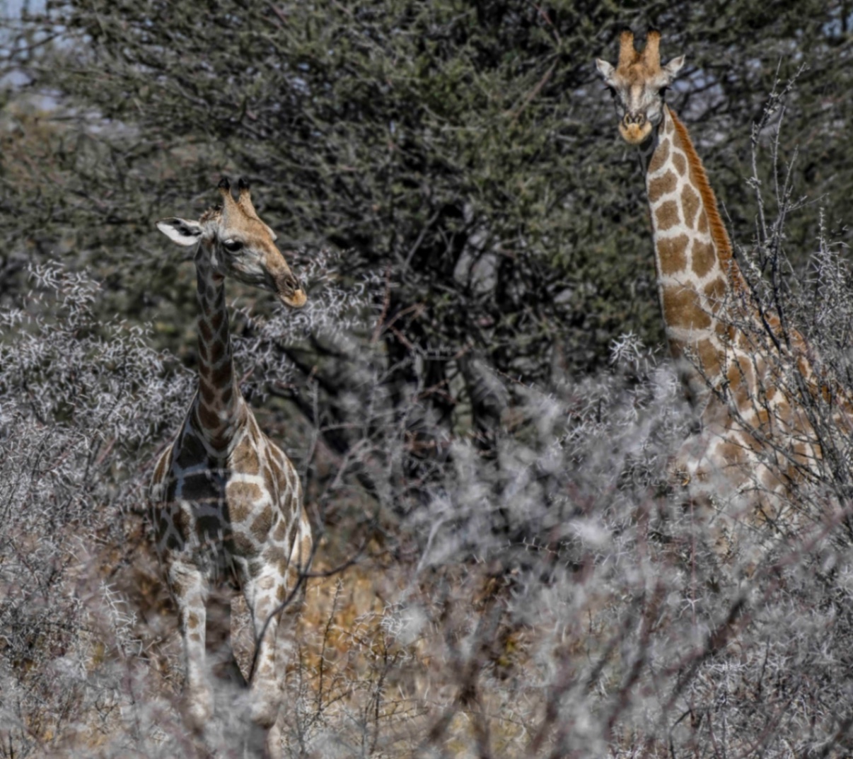Voyage en Atmosph'Air ( Namibie ) by Gil Tirlet-34.jpg