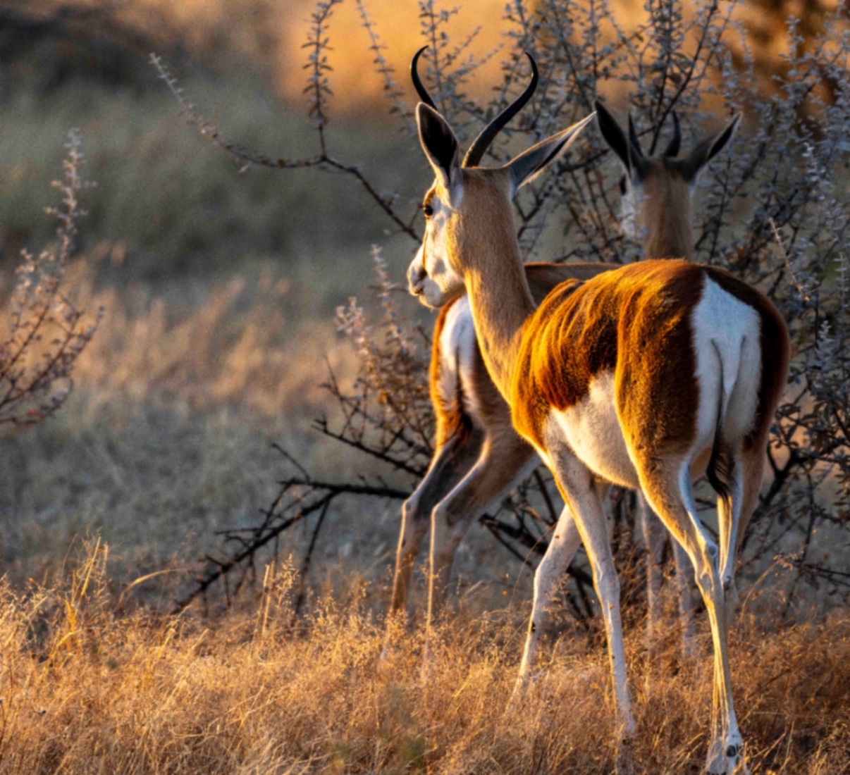 Voyage en Atmosph'Air ( Namibie ) by Gil Tirlet-20.jpg