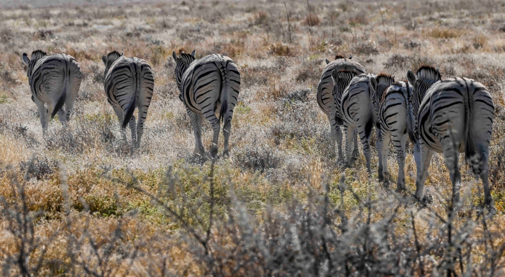 Livre Whitewall Namibie 2025 by Gil Tirlet-270.jpg