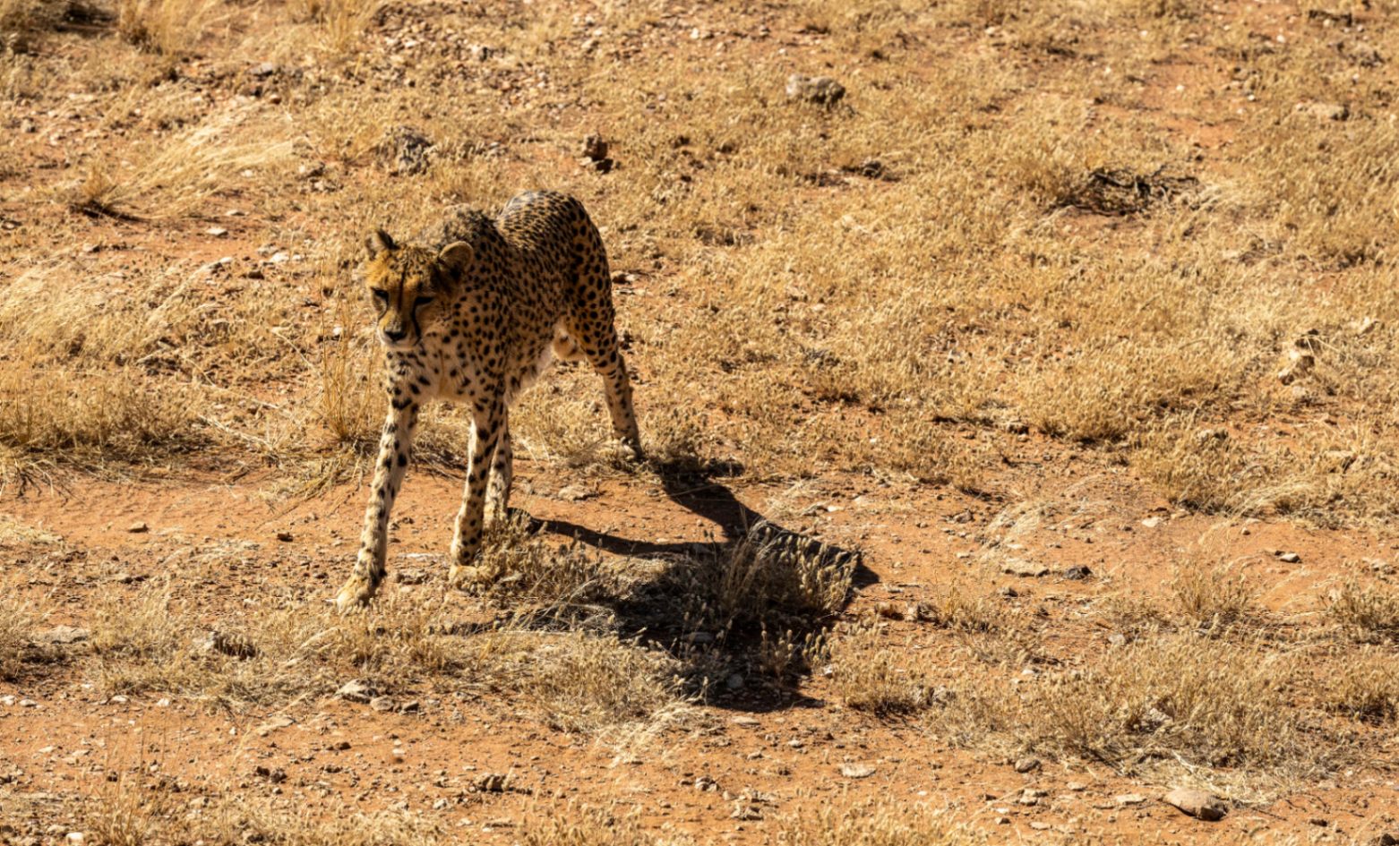 Livre Whitewall Namibie 2025 by Gil Tirlet-129.jpg